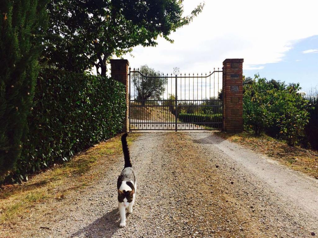 Agriturismo La Bicocca - Apt. "Il Leccio" Castel Rigone Стая снимка